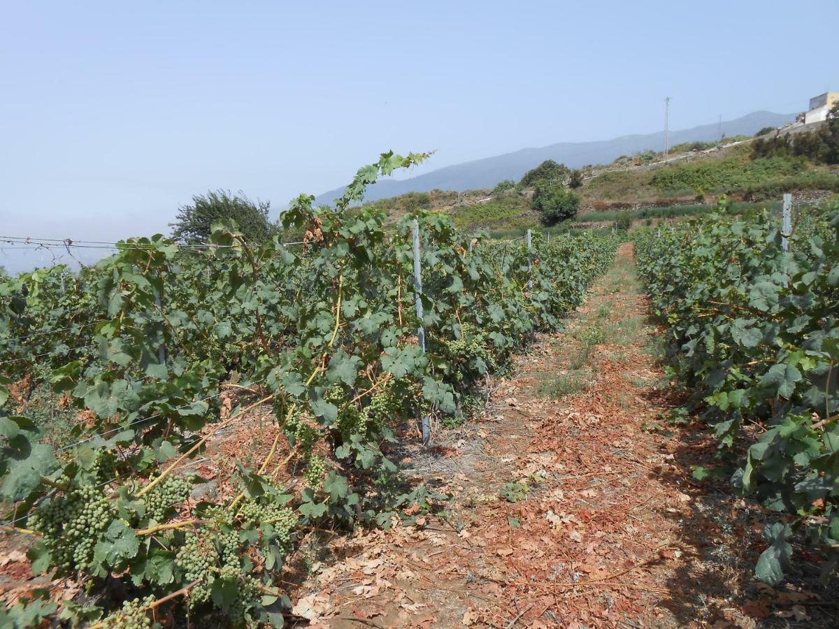 Casitas Las Uvas Y Las Vinas Los Realejos Exterior photo