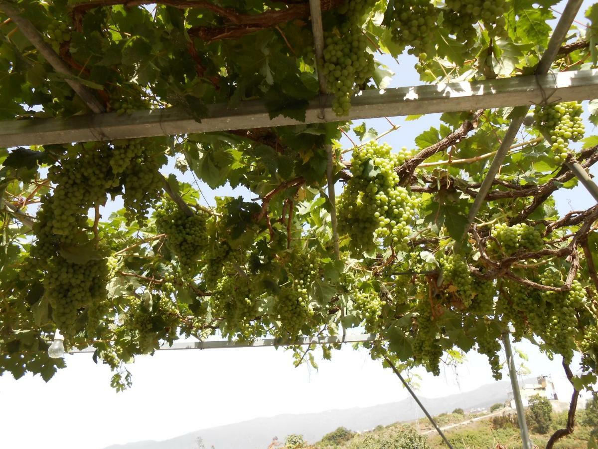 Casitas Las Uvas Y Las Vinas Los Realejos Exterior photo